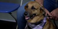 Students research dog behavior