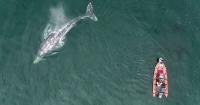 Local whales in trouble: Oregon's grey's impacted by climate change