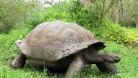 Galápagos farmers say livestock expansion is linked to biodiversity decline