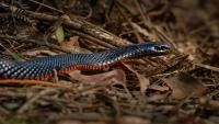 Queensland snake call reveals Australia's fatal snake fungus is 'horrifically contagious'