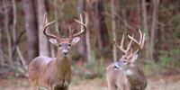 What Mississippi hunters need to know about the new deer feeding rule