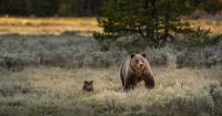 Internal federal memo could endanger Montana wildlife