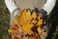 Illegal To Drop Leaves from Your Utah Yard in Wilderness