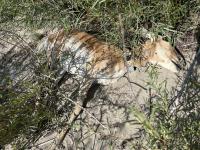 Malnutrition killed Wyoming pronghorn in peak summer as vegetation withered during record heat, severe drought