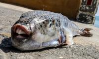 British tourist is rushed to hospital after being 'bitten by toxic pufferfish' as species wreaks havoc on Greek island