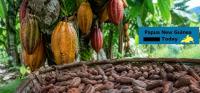 Cocoa exports earn PNG more than K1.8 billion