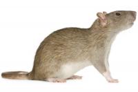 No signs of infestation after dead Norway rat found in Bowden home