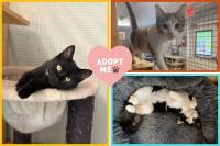 Look At Some of the Adorable New Cat/Kitten Faces at CARE of DC