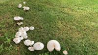 NMSU researcher: toxic mushrooms growing around campus, Las Cruces