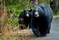 Juneau’s bears build winter reserves as Fat Bear Week draws votes