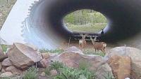 A busy wildlife crossing is hiding beneath US-40 near Strawberry Reservoir