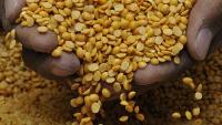 After black matpe, Brazilian pigeonpea to hit Indian markets soon