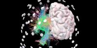 Functional ‘digital twin’ of human brain developed by Marseille start-up