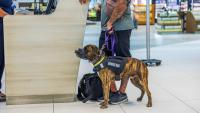 56-Year-Old Traveler Threw Service Dog Feces At New Orleans Airport Deputy: Arrested And Released