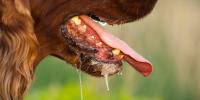 Nigeria seeks collaboration to eliminate rabies in 2030, plans mass dog vaccination