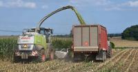 Dry silage? Here are 6 ways to manage it