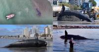 Southern Right Whale Calf Deaths Rise As Scientists Investigate Unusual Die-Off In Argentina