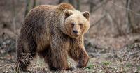 Trump official shares grizzly bear delisting strategy with Idaho lawmakers