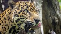 Jaguar conservation in Panama is a boost for tourism and sustainable development