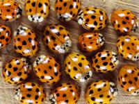 Why Do Ladybugs Come Inside in the Fall?