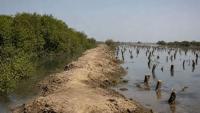 Pakistan’s mangrove crisis: Karachi’s green shield is being destroyed for real estate