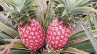 Hainan Pineapple Institute Unveils New Domestic Red Varieties