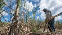 Poor coordination hurting sugar industry