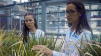 Renata Reinheimer: Innovative Argentine Proposal Revolutionizes Agriculture with Perennial Crop Technology and WIPO 2026