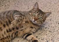 Watch Videos of cats: the weirdest ones everyone can’t stop