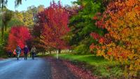 ‘Autumn Walk’ takes top prize in Bridgetown calendar competition