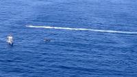 Two dead, several missing after machete fight aboard boat off Puerto Rico