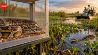 Female Burmese pythons tested as lures fail to boost wild python detections in Florida
