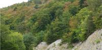 Without water, forests lose their ability to absorb CO₂