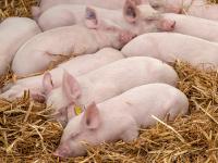 Swiss pig farmers face new biosecurity rules