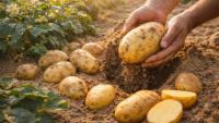Alaska potatoes: Loose soil and humus to avoid red skin scab