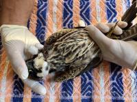 Shot protected bird falls in school grounds as 'government wants to reduce fines for such crimes'