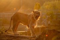 Three lions from Ukraine now call Doncaster home after a 1700 mile trip here