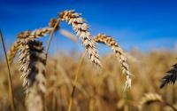 Kazakhstan forecasts above-average harvest despite drought