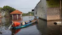 Rising seas may open new ground for invasive species: Scientists