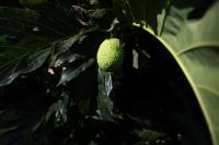 Farmers Wanted: Hawai‘i Tries To Fix Its Unique ‘Ulu Problem