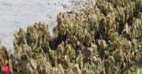 In 2004, Virginia turned dredged fossil shells into 85 acres of oyster reef in one river; later monitoring counted 76.2 million live oysters on the restored reefs