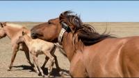 Mongolian Herders Use Tech To Navigate Climate Risks