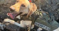 K-9 finds 3 missing kids in Colorado wilderness