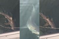 Are great white sharks finally coming back to South Africa’s waters? [video]