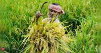 Agriculture minister Shivraj Singh Chouhan asks states to prioritise pulses, oilseeds in rabi crop plans