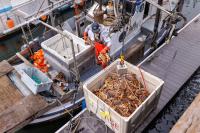 Monterey Bay’s fishing industry is changing: Here’s what Santa Cruz fishers are catching now