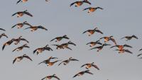 2026 North Dakota Waterfowl Fall Flight