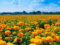 All the News That’s Fit: Marigold plant protein, pizza protection and cotton ball diet catastrophe