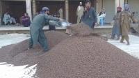 Khost trader has twice the pine nuts and fewer ways to sell them