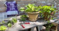 Hard-to-kill pothos is a humble plant that can teach us a lot about growing plants